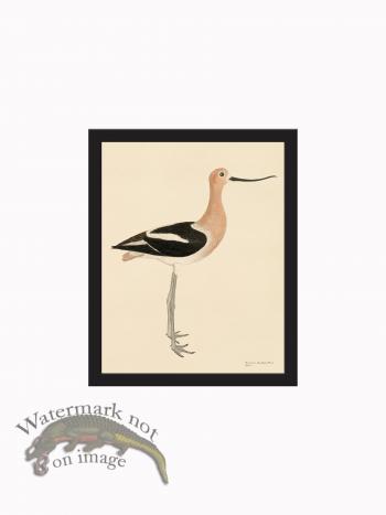 Rudbeck CFA_BF 298 Avocet